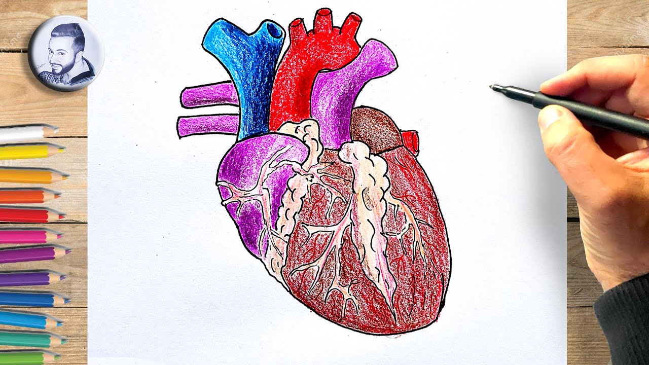dessiner un Coeur Humain | Süper Bilgiler