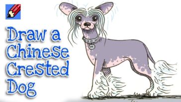 comment dessiner un chien chinois à crête vraiment facile |  Étape par étape avec des instructions faciles - parlées